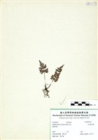 藏品(亨氏擬旱蕨)的圖片
